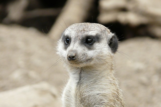 meerkat