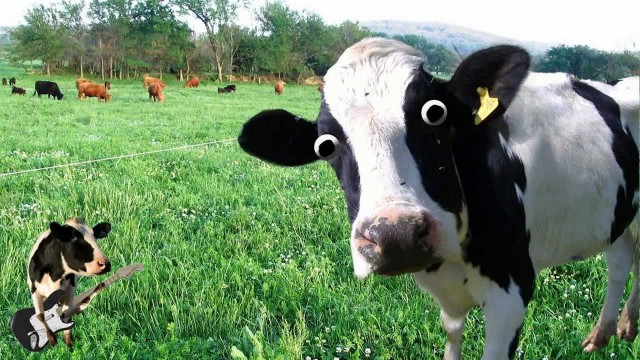 cow