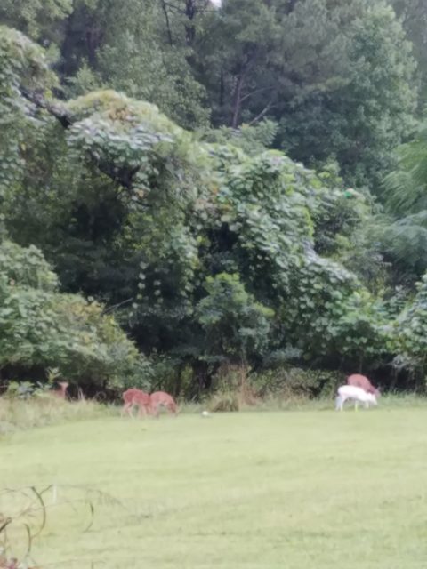 20170901 183752 e1505802908554 Ultra Rare Melanistic Black Whitetail Deer Seen in North Carolina WITH an Albino