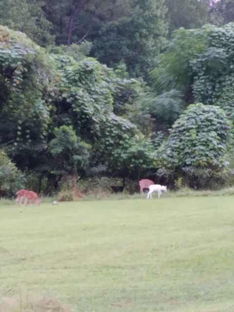 20170901 183753 e1505802975844 Ultra Rare Melanistic Black Whitetail Deer Seen in North Carolina WITH an Albino