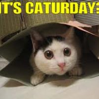 What is Caturday on Google+?