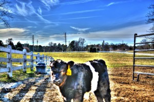 HDR Cow