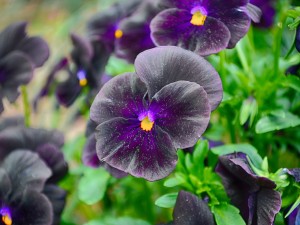 Purple Flower