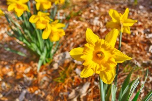 first flower of spring