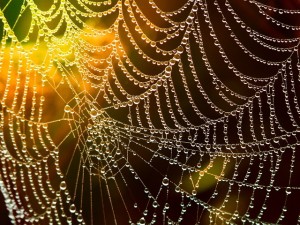 network