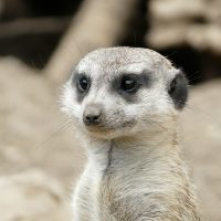 Meerkat Failed for Pacquiao Mayweather