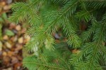evergreen branch