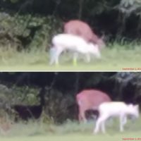 Ultra Rare Melanistic Black Whitetail Deer Seen in North Carolina WITH an Albino